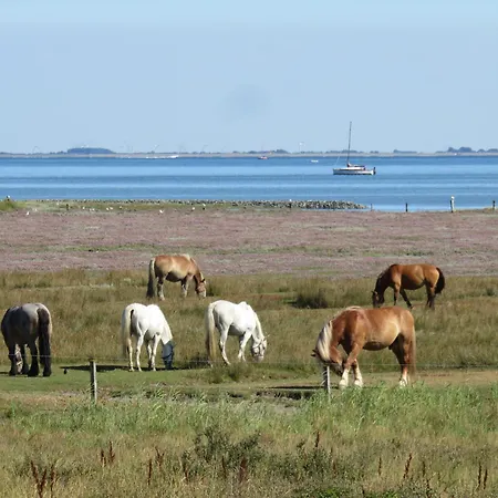 Haus Deichgraf 173 - 3 * ユイスト